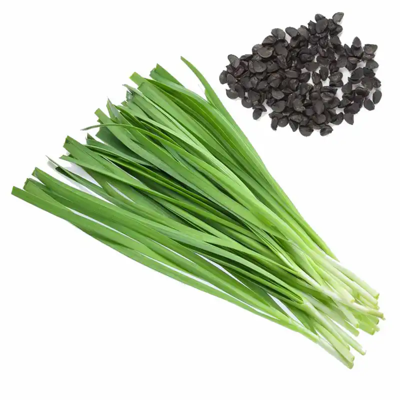 بذر تره کد B37