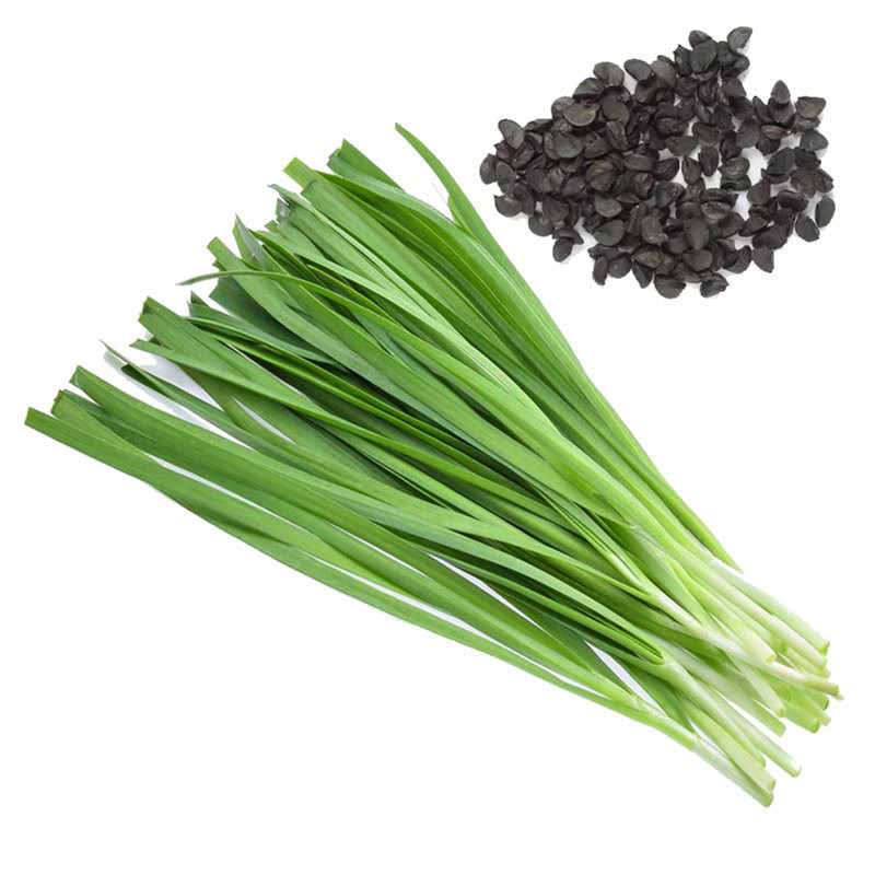 بذر تره کد B37