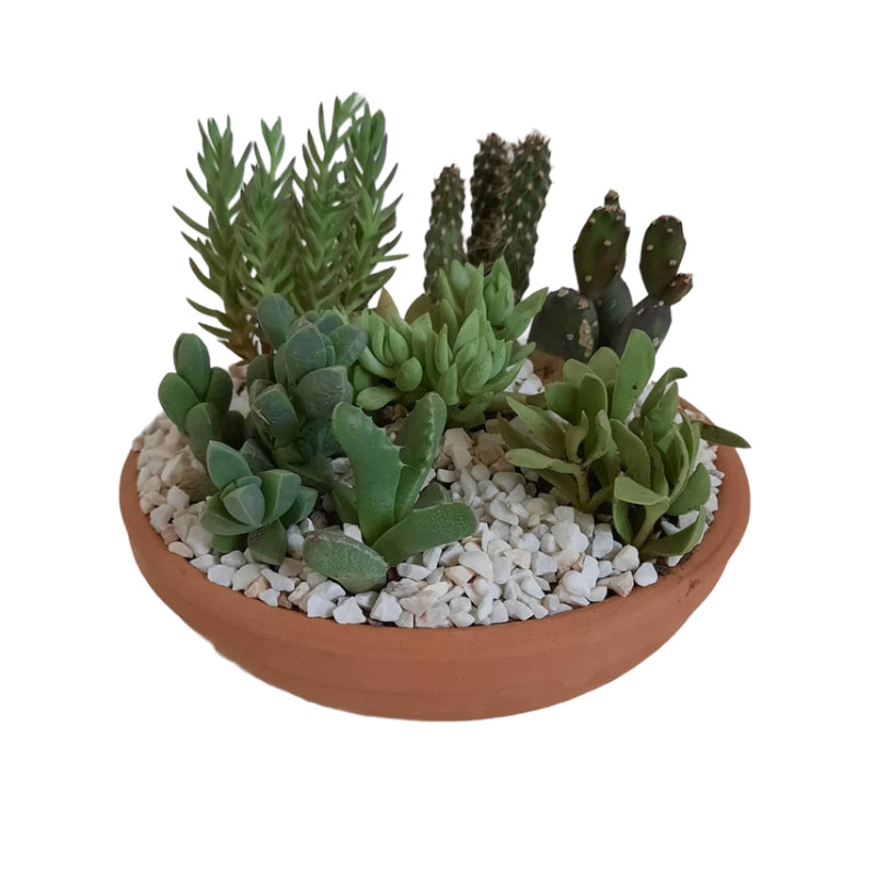 گیاه طبیعی مدل دیش گاردن کاکتوس و ساکولنت