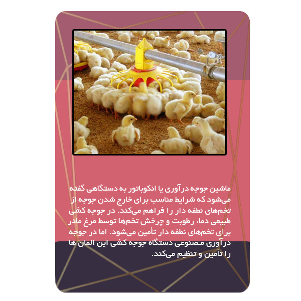 ویدئو آموزش مرغداری و پرورش جوجه نشر برج ویدئو آموزش مرغداری و پرورش جوجه نشر برج