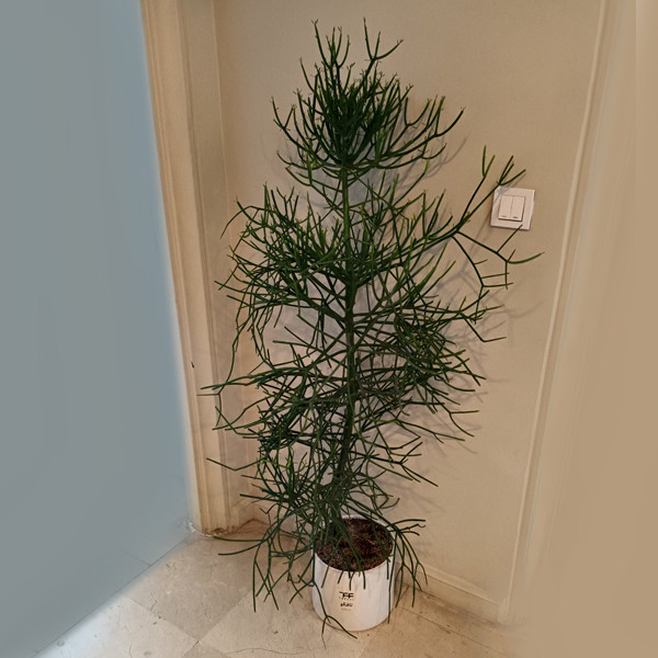 گل طبیعی افوربیا تیروکالی تافکو کد 10000 گل طبیعی افوربیا تیروکالی تافکو کد 10000