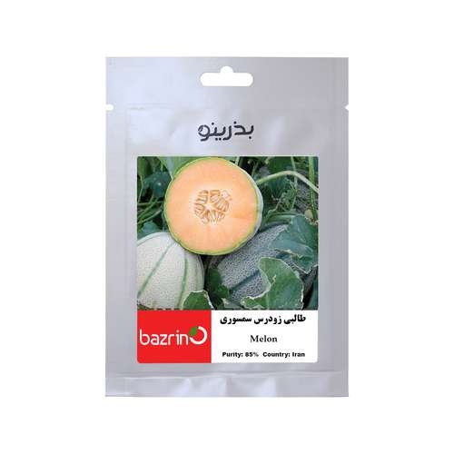 بذر طالبی سمسوری زودرس بذرینو کد BZNO-279