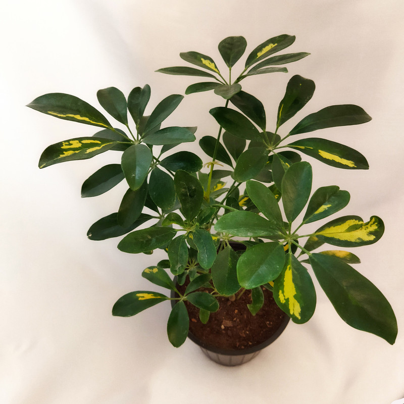 گیاه طبیعی شفلرا کد pg_19