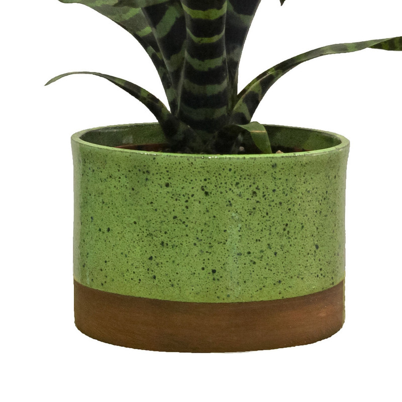 گیاه طبیعی ورزیا اسپلندنس کد V_001 گیاه طبیعی ورزیا اسپلندنس کد V_001