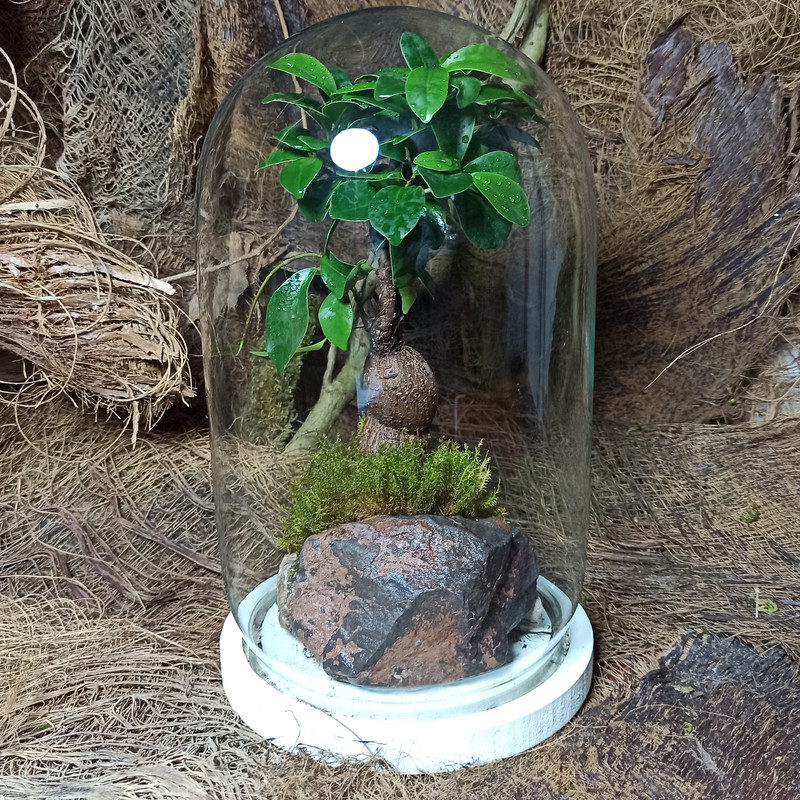 گیاه طبیعی بنسای جینسینگ مدل تراریوم