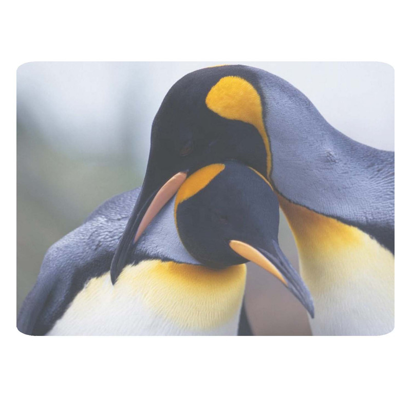 ماوس پد طرح پنگوئن کد B529
