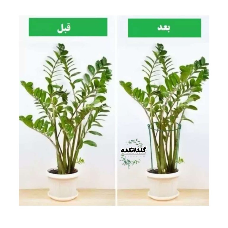 قیم نگهدارنده گیاه مدل سانسوریا بسته 4 عددی