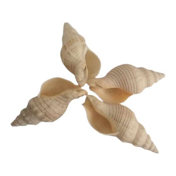 صدف تزئینی آکواریوم مدل C03 بسته 4 عددی