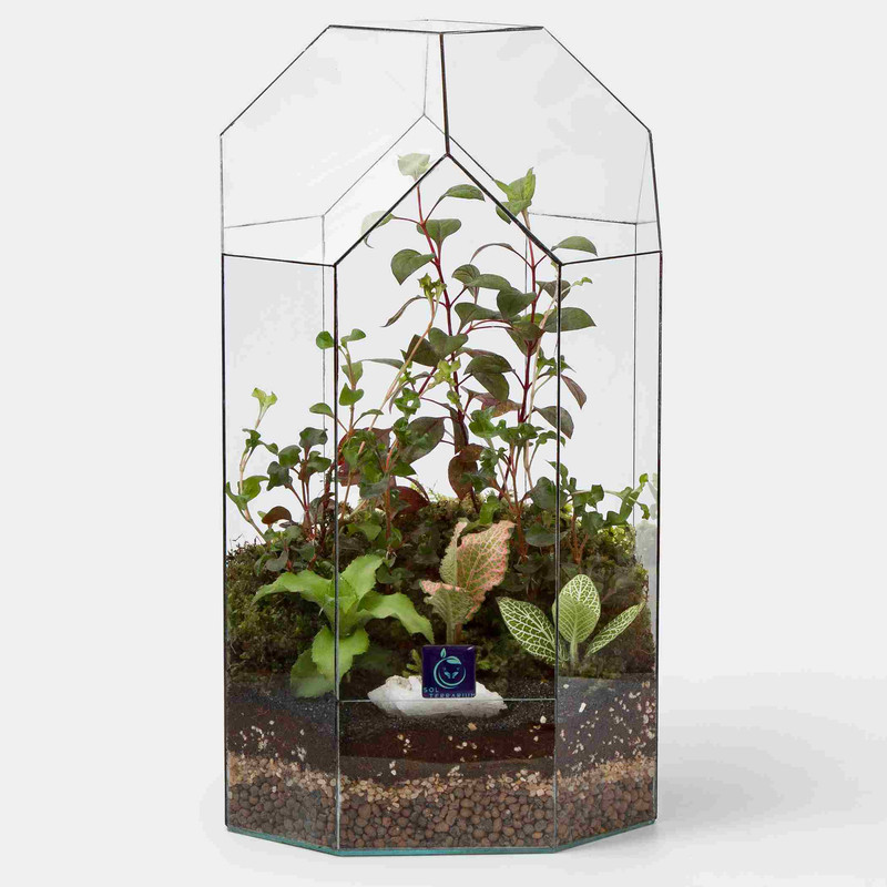 گیاه طبیعی تراریوم سل تراریوم مدل مانتیس