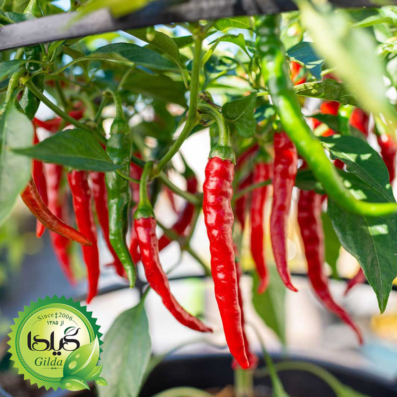 بذر فلفل تند چیلی گیلدا کد 352