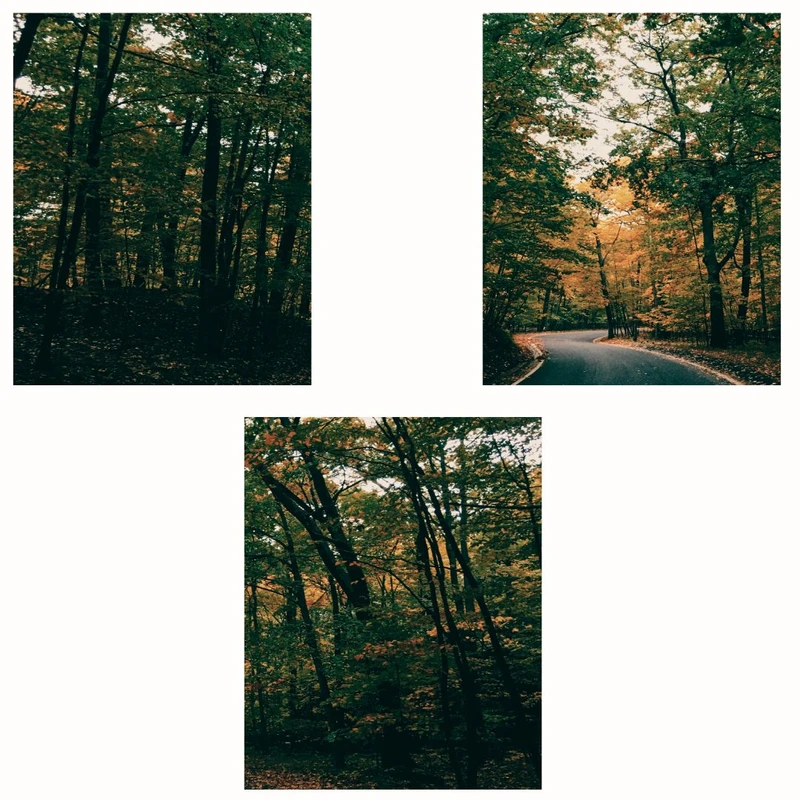 پوستر مدل مستر  پاییزی-جاده در جنگل مجموعه 3 عددی