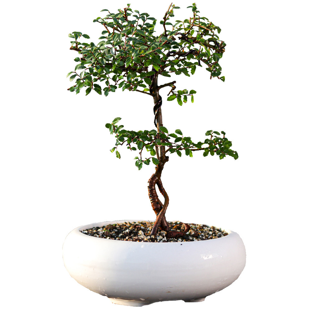 گیاه طبیعی بونسای نارون مدل سیجو