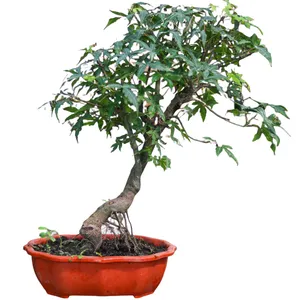 گیاه طبیعی بونسای افرا مدل ژاپنی