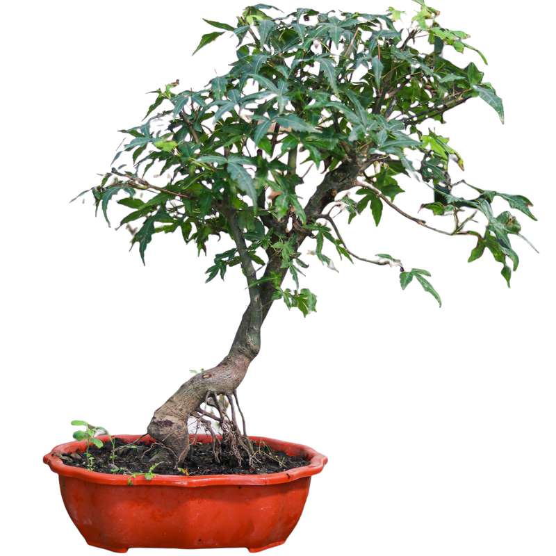 گیاه طبیعی بونسای افرا مدل ژاپنی