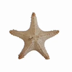 ستاره دریایی تزیینی مدل بن