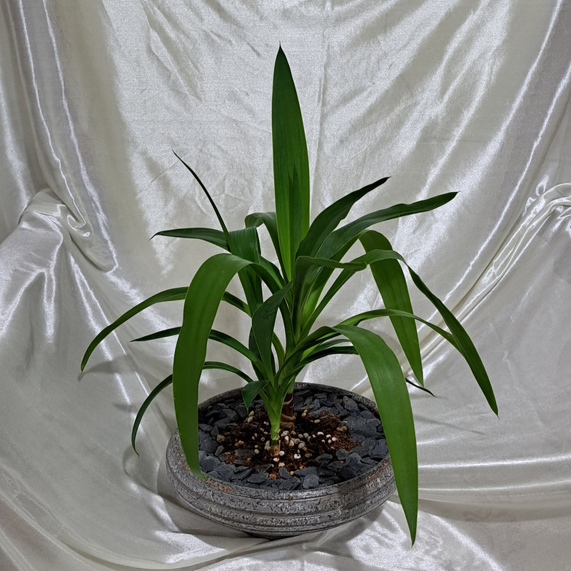 گیاه طبیعی بونسای یوکا مدل 402