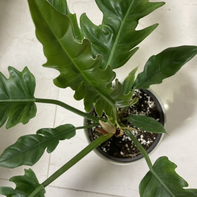 گیاه طبیعی فیلودندرون مدل کنگره ای کد 65604