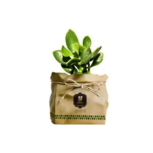 گیاه طبیعی کاکتوس کراسولا چروک گلباران سبز گیلان مدل GN13-43K