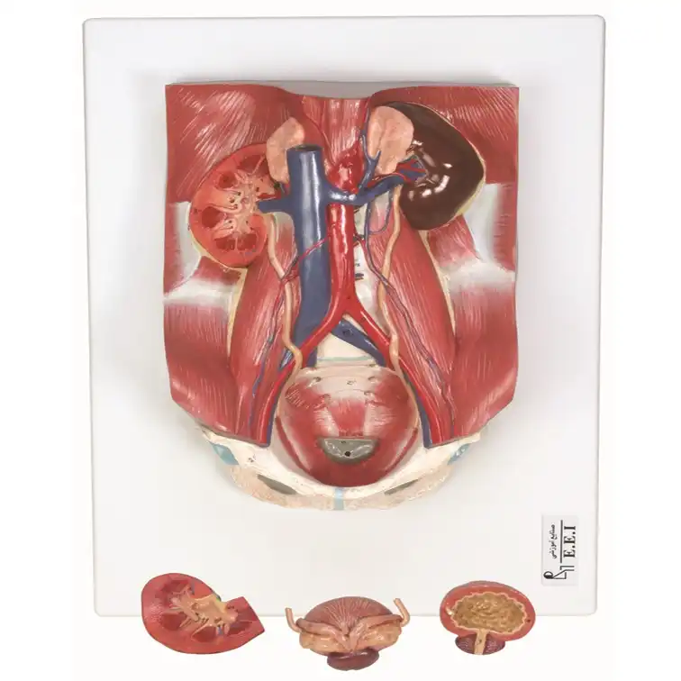 بازی آموزشی مدل مولاژ دستگاه دفع ادراری