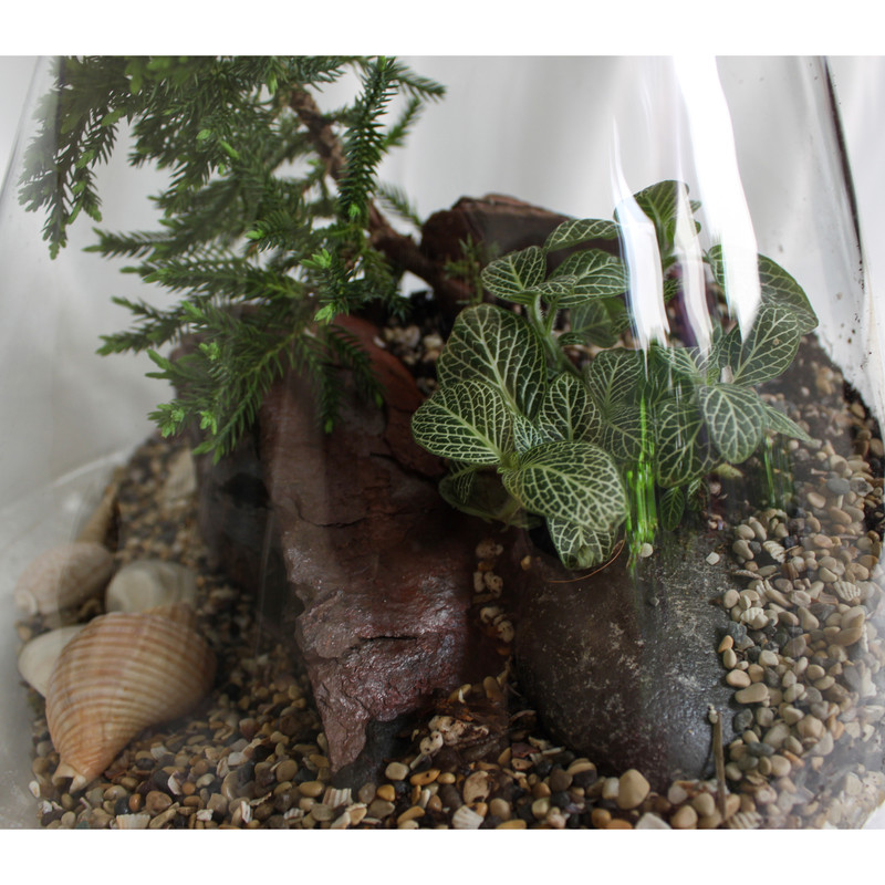 تراریوم گیاه طبیعی کد MS-3113 تراریوم گیاه طبیعی کد MS-3113