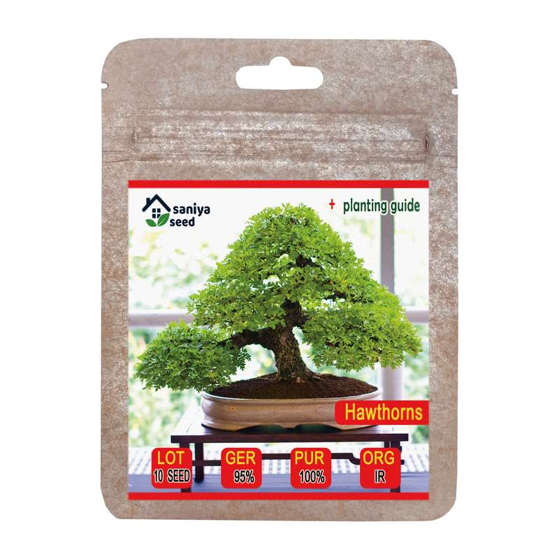 بذر بنسای زالزالک سانیا سید مدل S108