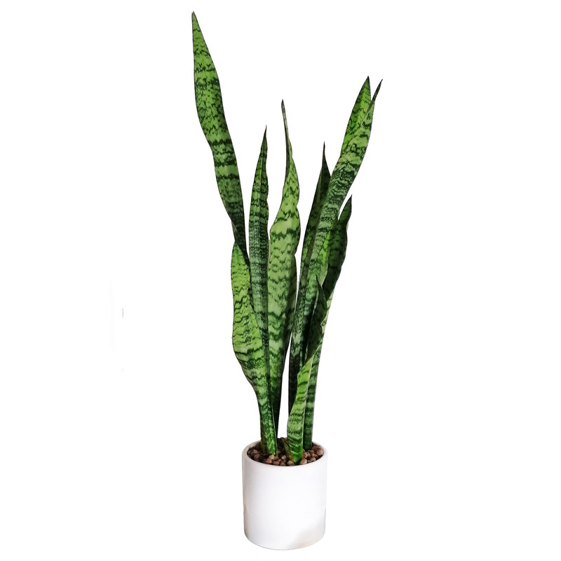 گیاه طبیعی سانسوریا سبز شمشیری کد 16 گیاه طبیعی سانسوریا سبز شمشیری کد 16