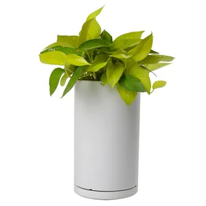 گیاه طبیعی پتوس نئون کد 10432/2211
