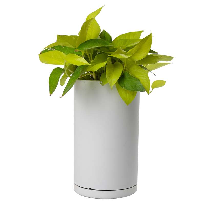 گیاه طبیعی پتوس نئون کد 10432/2211 گیاه طبیعی پتوس نئون کد 10432/2211