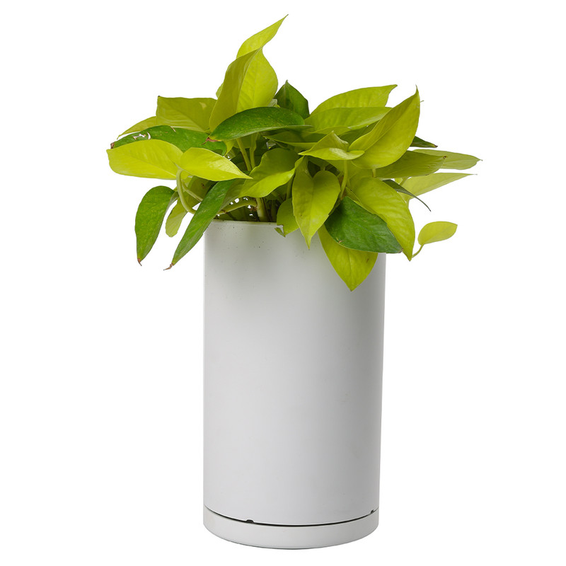 گیاه طبیعی پتوس نئون کد 10432/2211 گیاه طبیعی پتوس نئون کد 10432/2211