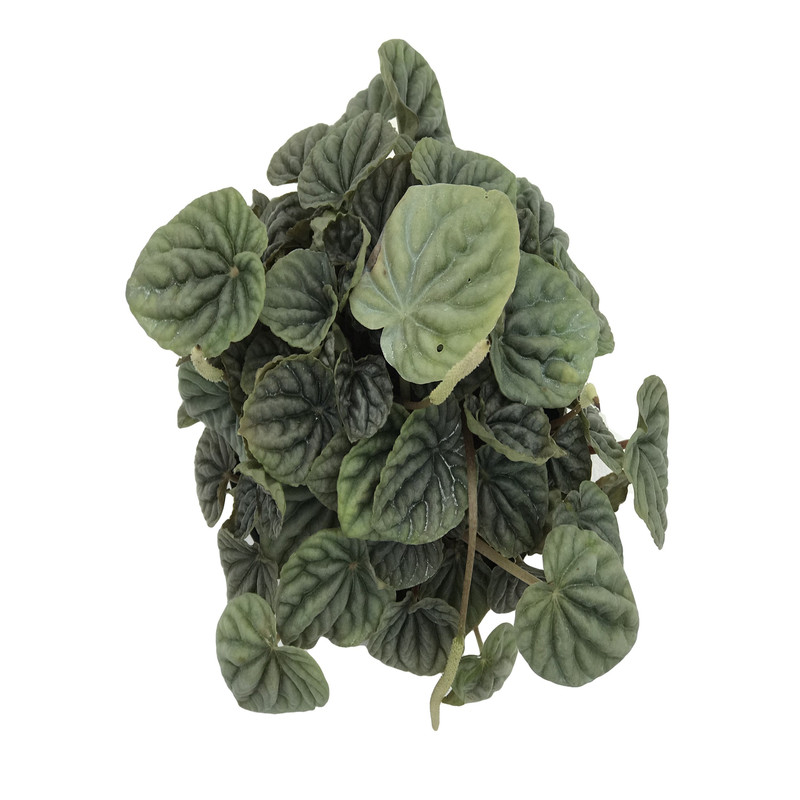 گیاه طبیعی پپرومیا چروک کد G 106