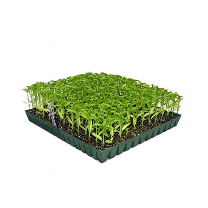 گیاه نشا گوجه فرنگی مدل SINI160 بسته 150 عددی گیاه نشا گوجه فرنگی مدل SINI160 بسته 150 عددی