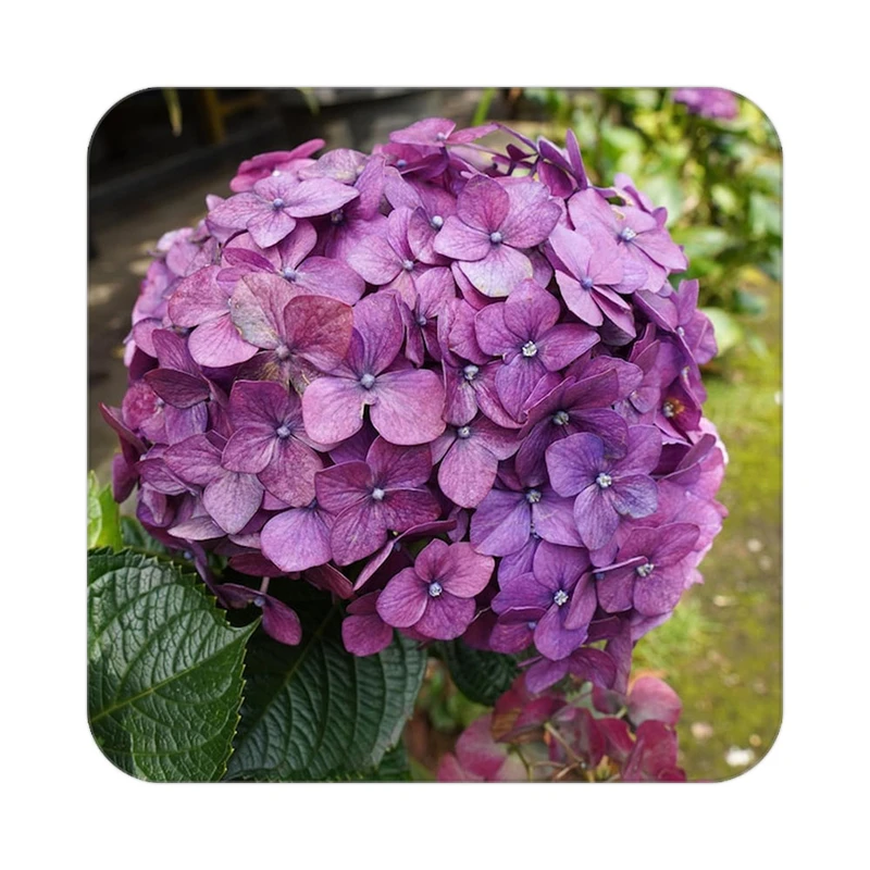 زیر لیوانی کاکتی طرح گل مدل mp18338