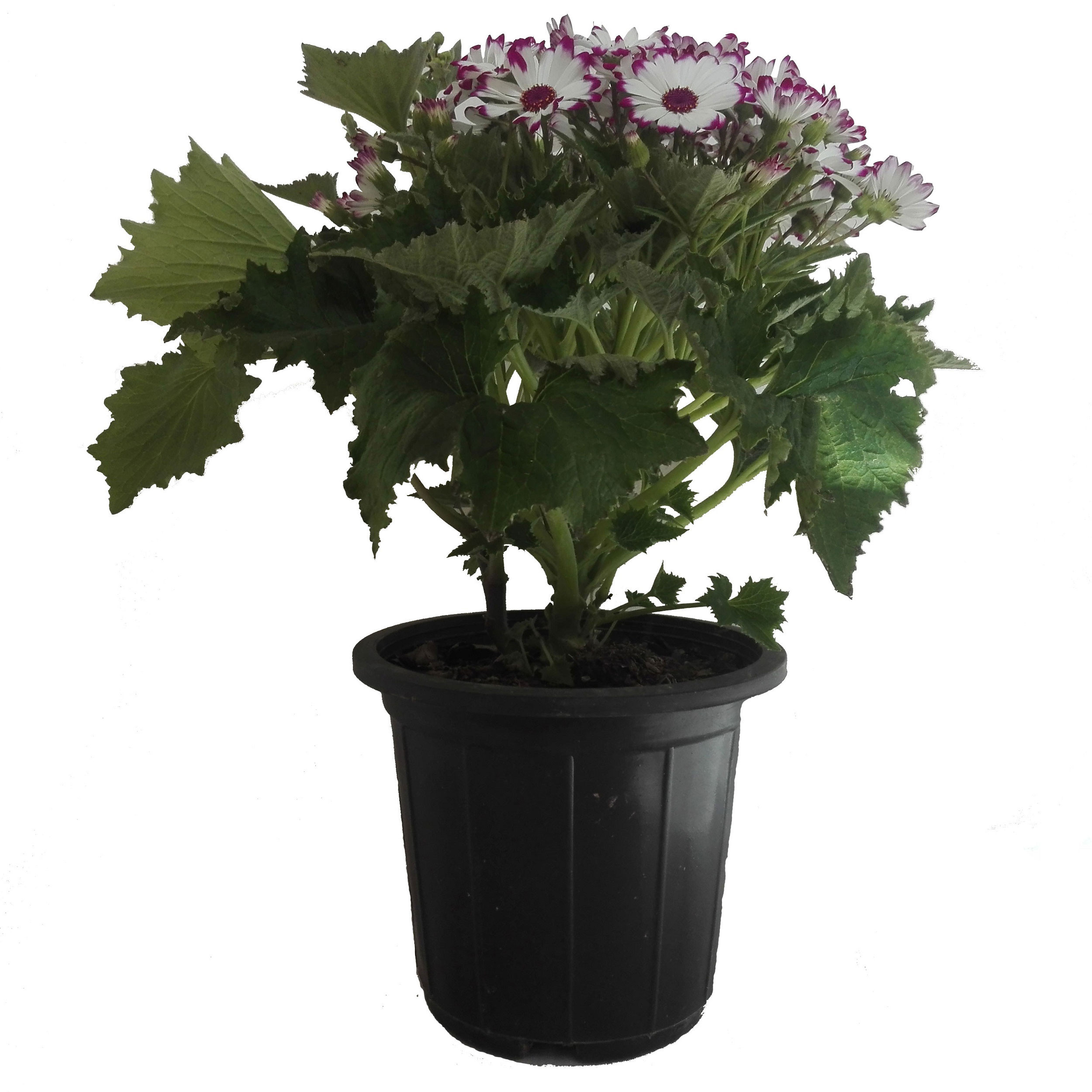 گل طبیعی سینره کد 105