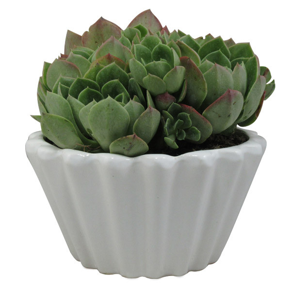 گیاه طبیعی آئونیوم کد L01 گیاه طبیعی آئونیوم کد L01