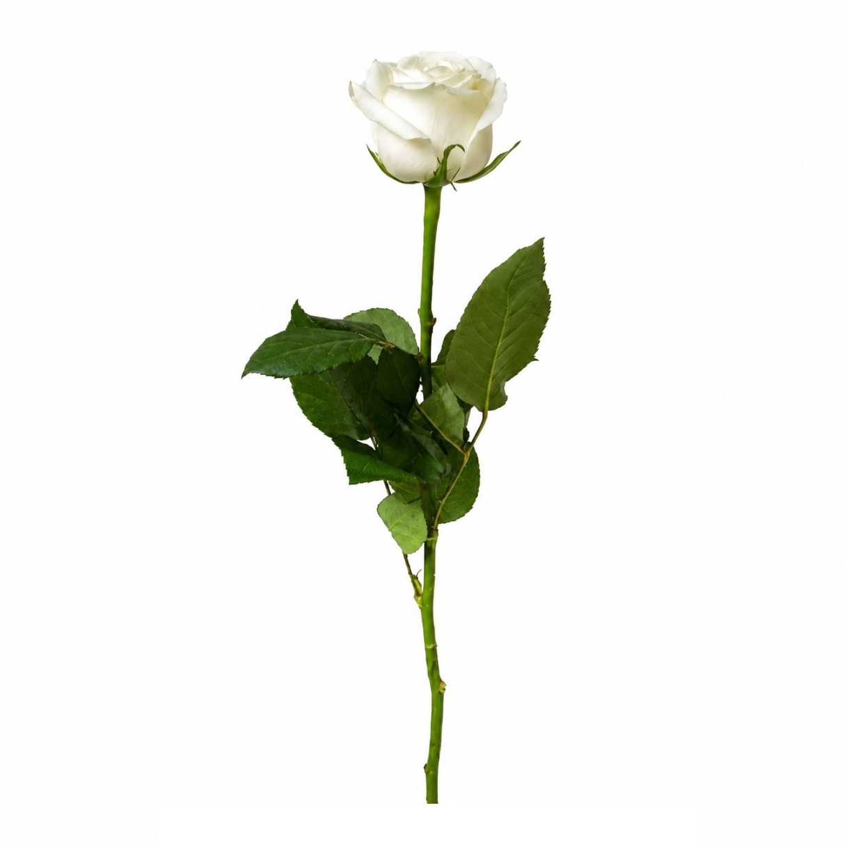 شاخه گل رز طبیعی مدل هلندی