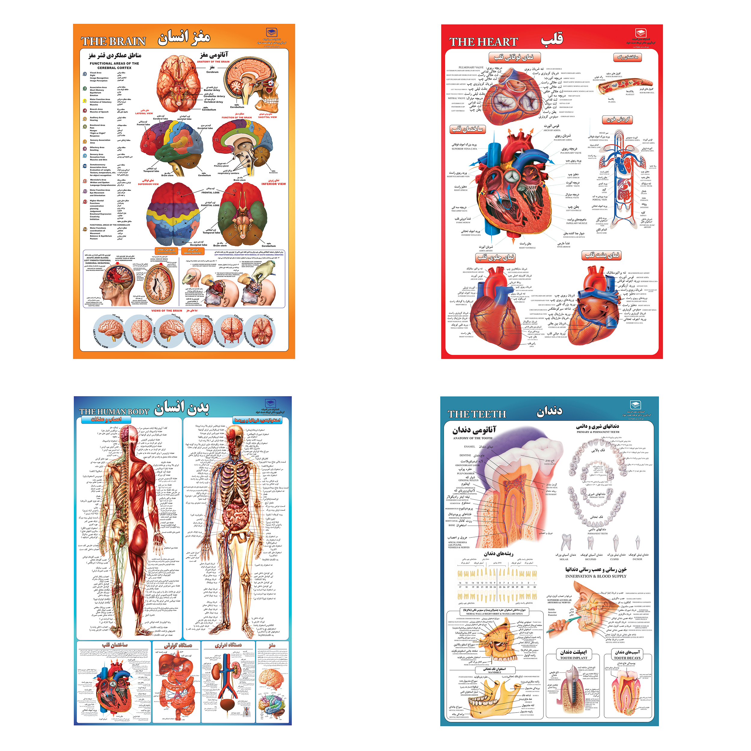 پوستر آموزشی مدل قلب مغز دندان و بدن انسان مجموعه 4 عددی