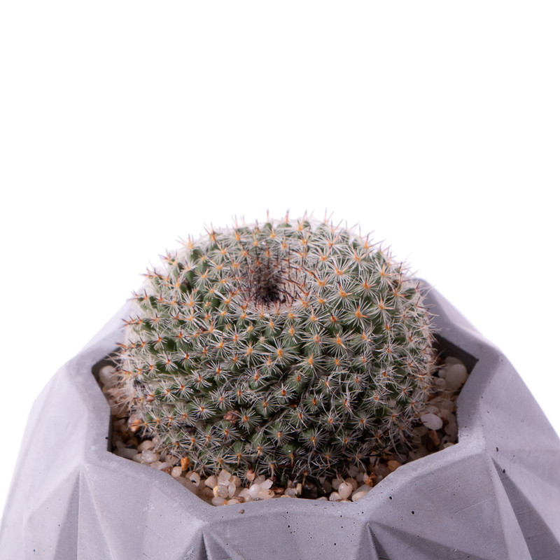 گیاه طبیعی کاکتوس مامیلاریا هانیانا مدل K-11 گیاه طبیعی کاکتوس مامیلاریا هانیانا مدل K-11