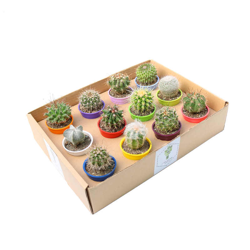 گیاه طبیعی کاکتوس آیدین کاکتوس کد CB-028 بسته 12 عددی