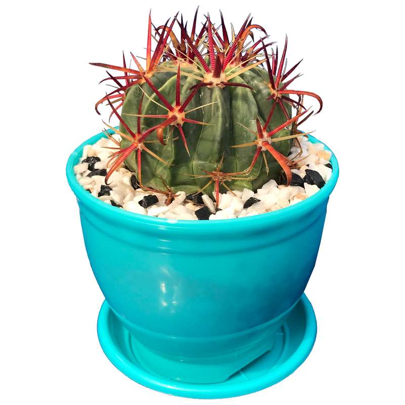 گیاه طبیعی کاکتوس فرولاتیس پینوس مدل FLP-100