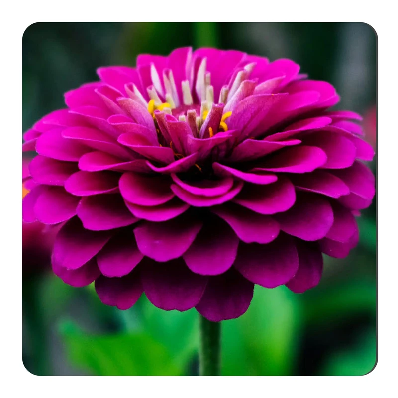 مگنت طرح گل کوکب کد NIM2243