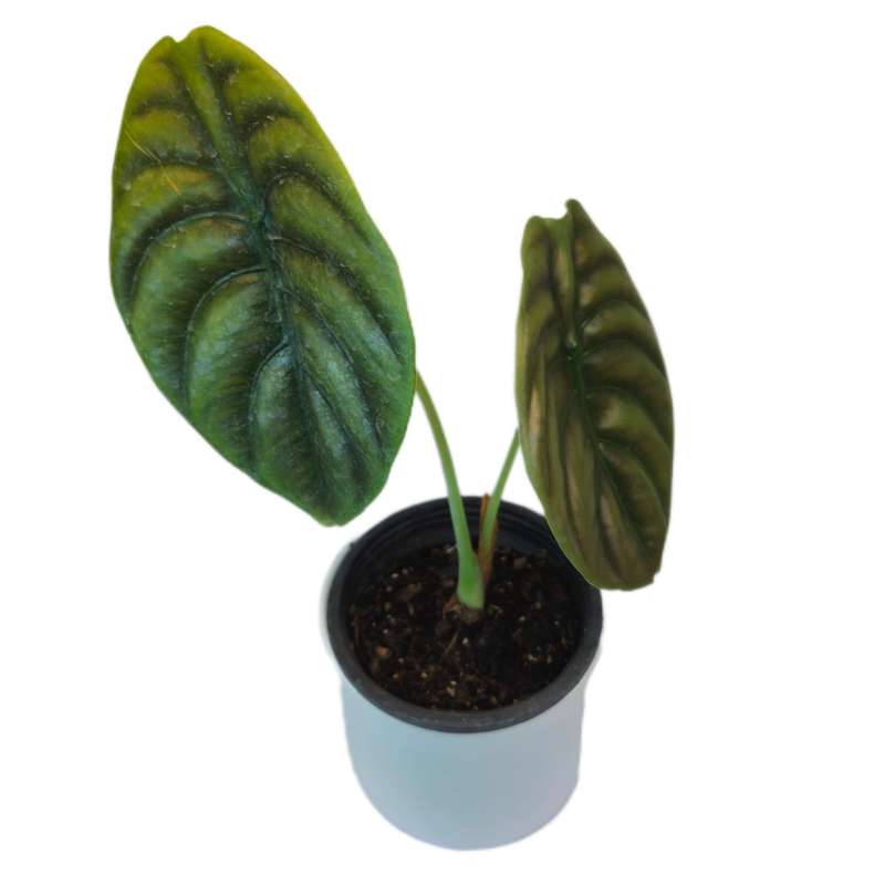 گیاه طبیعی آلوکازیا رد سکرت مدل 05