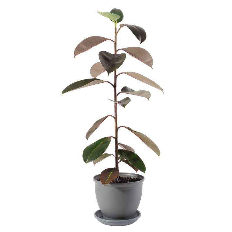 گیاه طبیعی فیکوس الاستیکا مدل P-17 گیاه طبیعی فیکوس الاستیکا مدل P-17