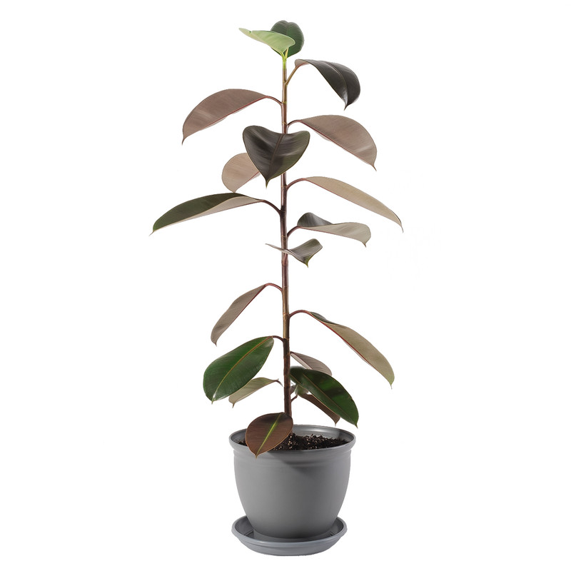 گیاه طبیعی فیکوس الاستیکا مدل P-17 گیاه طبیعی فیکوس الاستیکا مدل P-17