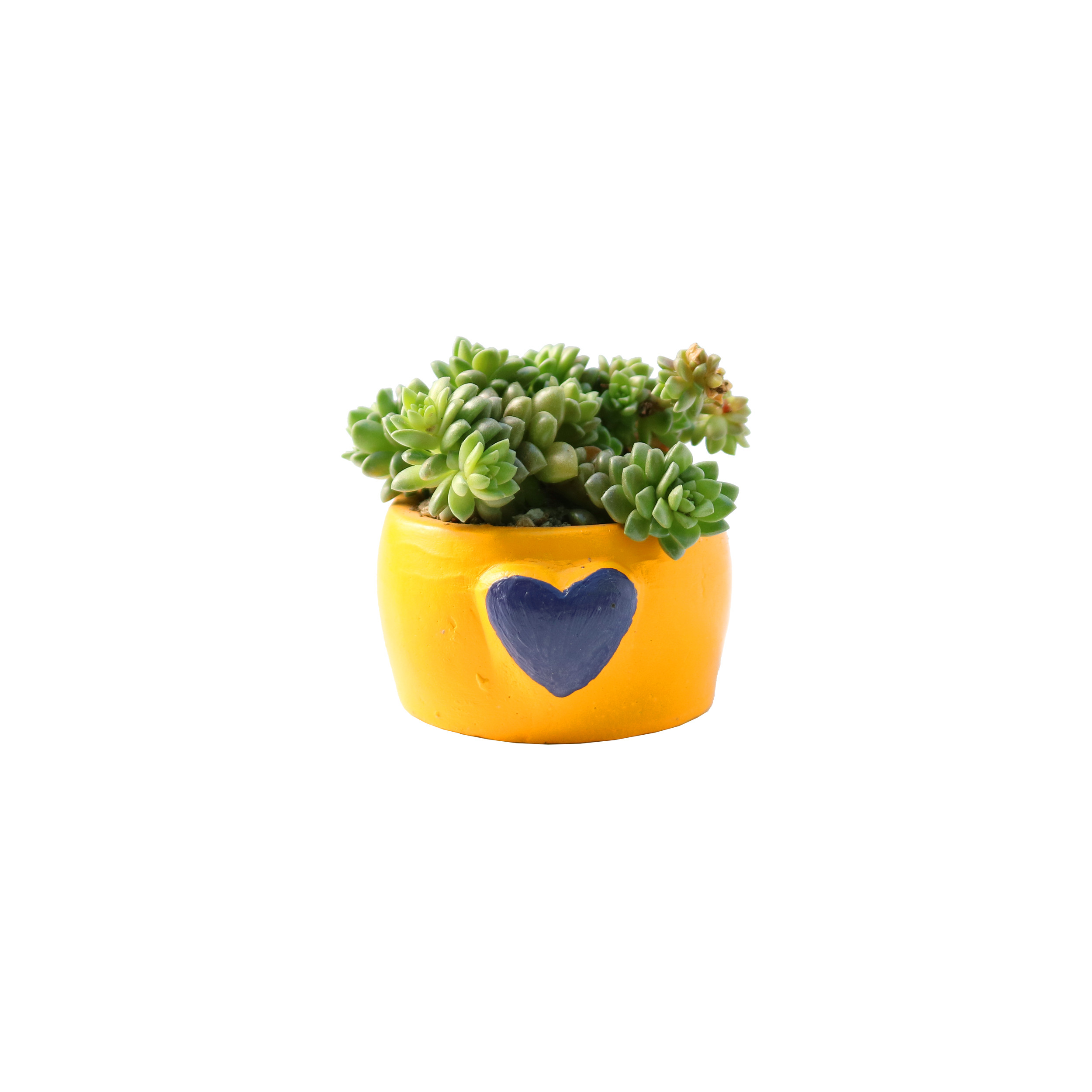 گیاه طبیعی ساکولنت آیدین کاکتوس کد FP-003 مجموعه 3 عددی گیاه طبیعی ساکولنت آیدین کاکتوس کد FP-003 مجموعه 3 عددی