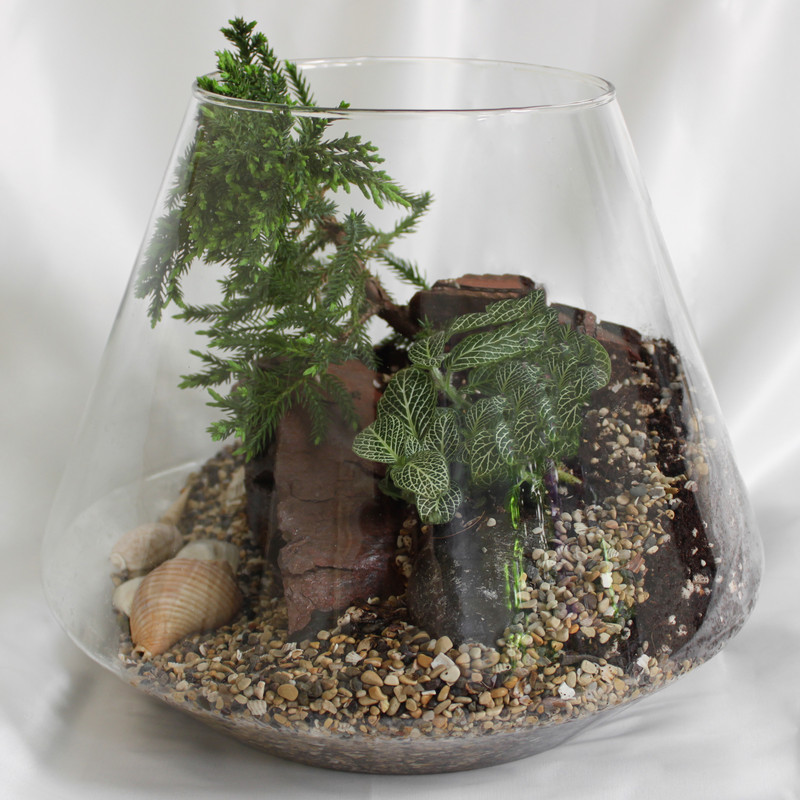 تراریوم گیاه طبیعی کد MS-3113 تراریوم گیاه طبیعی کد MS-3113