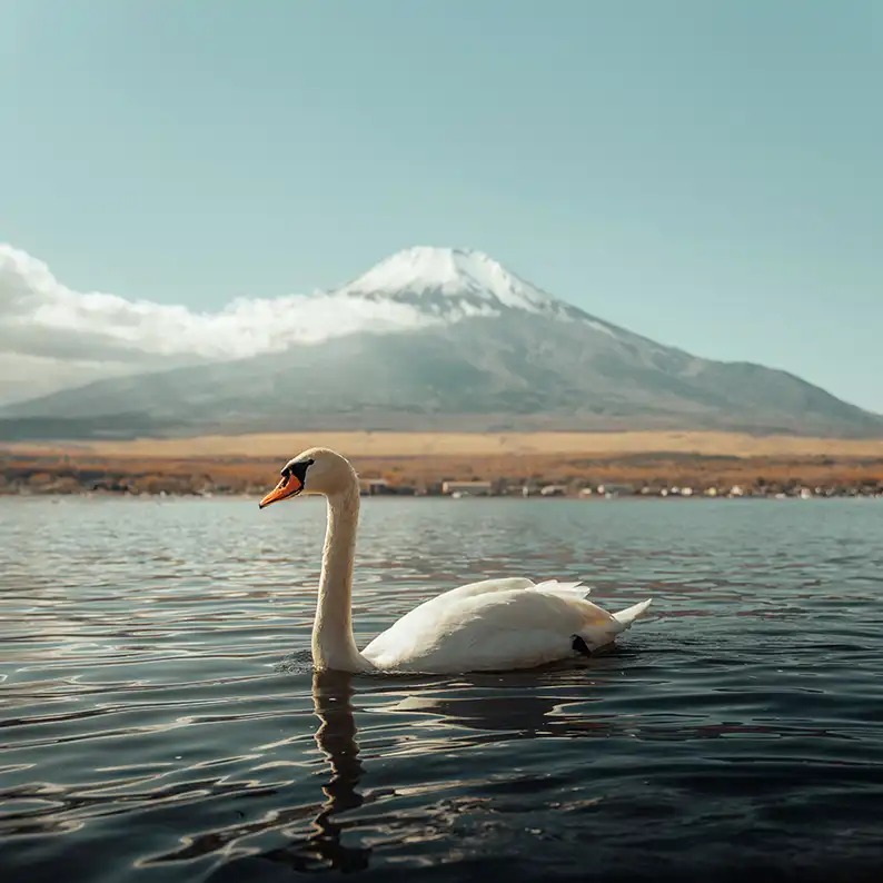 تابلو مدل دریاچه قو