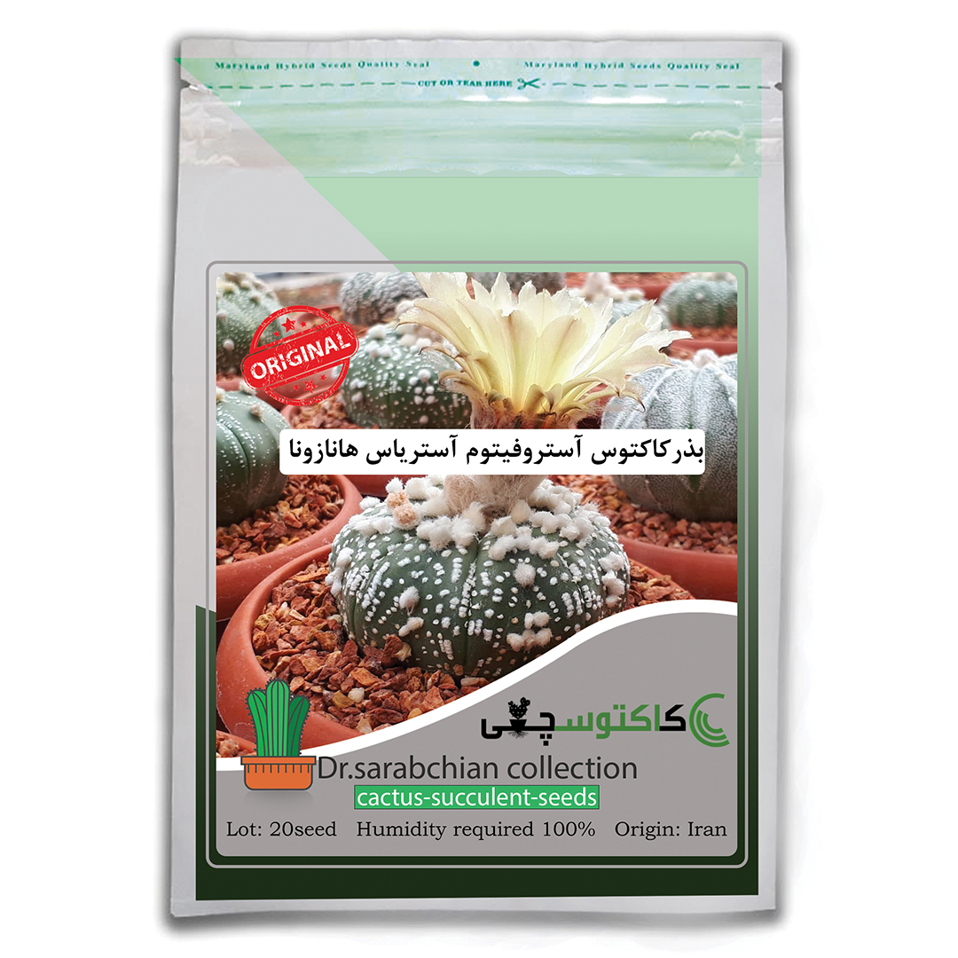 بذر کاکتوس آستروفیتوم آستریاس هانازونا کاکتوسچی مدل AM-020