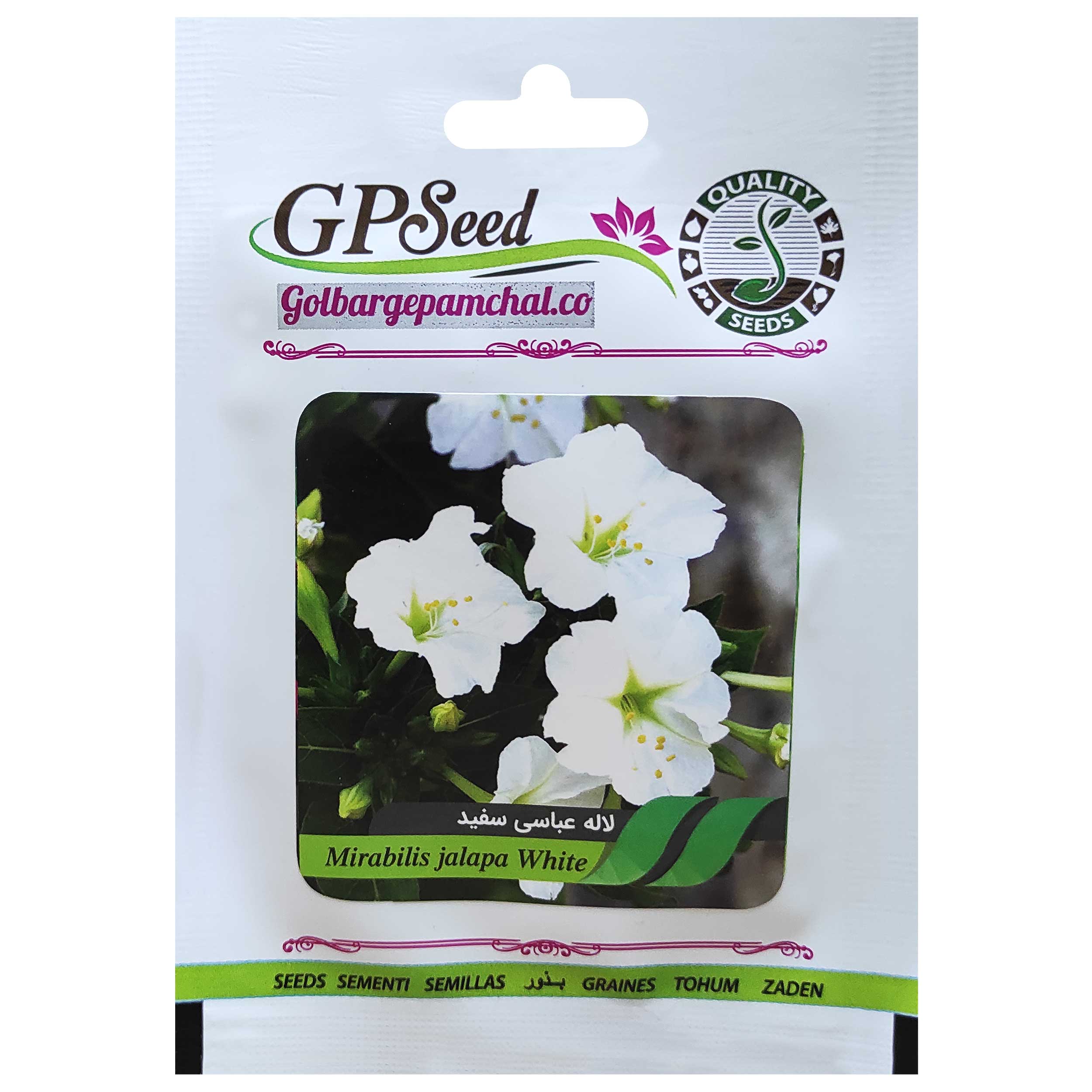 بذر گل لاله عباسی سفید گلبرگ پامچال کد GPF-267