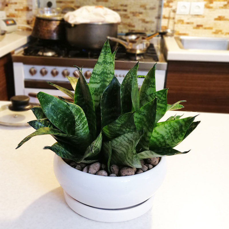 گیاه طبیعی سانسوریا مدل پاکوتاه مینیاتوری گیاه طبیعی سانسوریا مدل پاکوتاه مینیاتوری