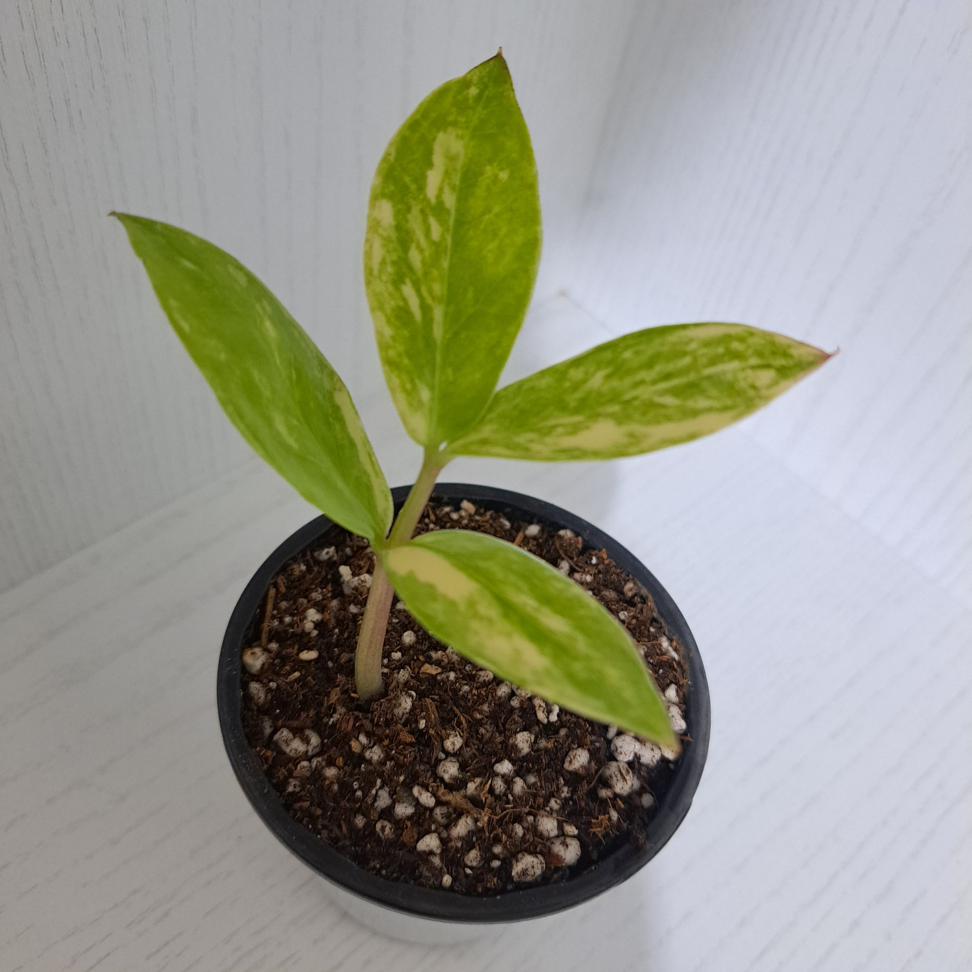 گیاه طبیعی زاموفیلیا مدل  ابلق خامه ای 4 برگی